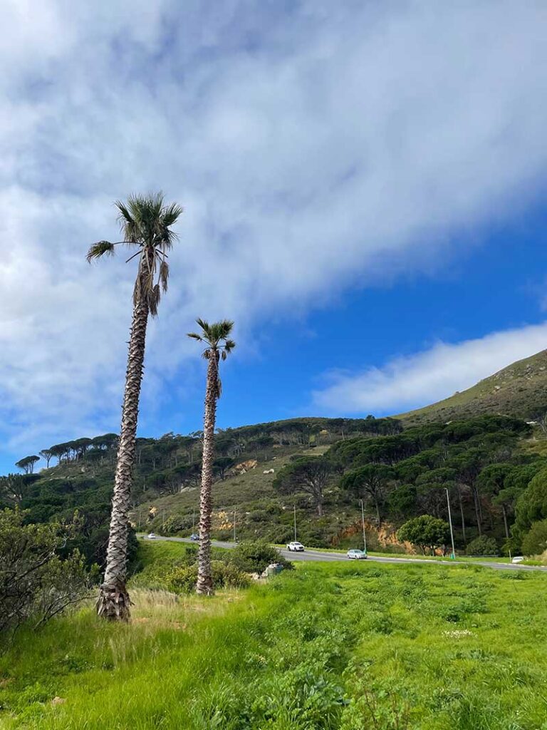 A landscape photography of palm trees and mountains in South Africa